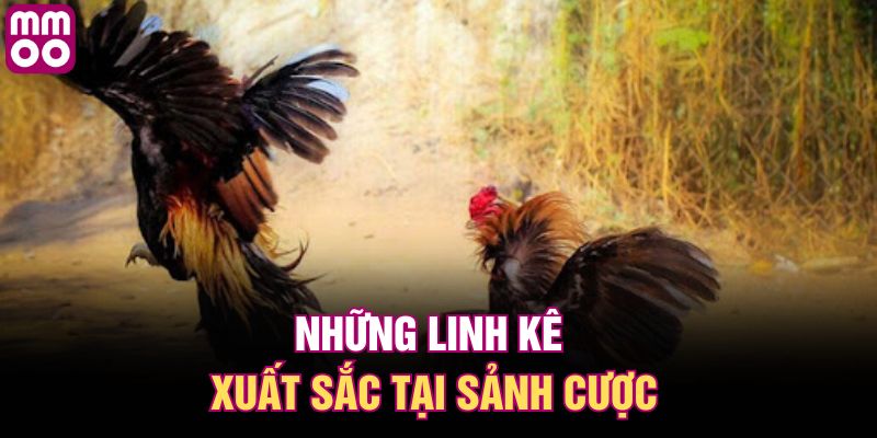 Những linh kê xuất sắc tại sảnh cược
