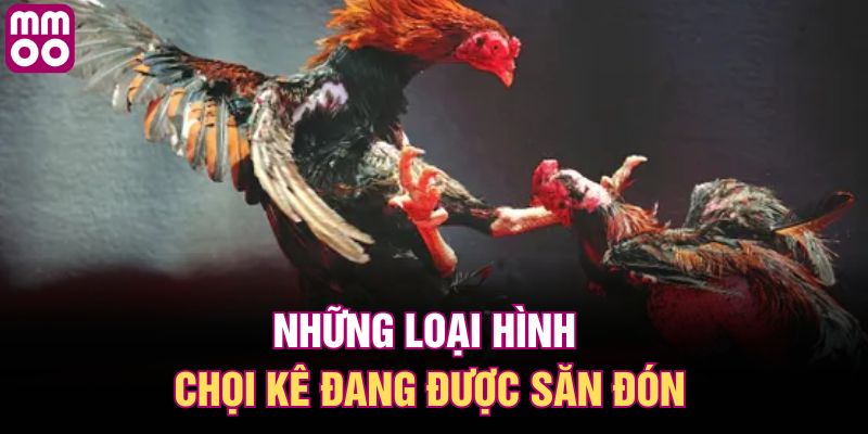 Những loại hình chọi kê đang được săn đón
