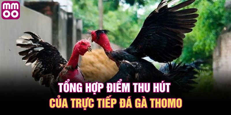 Tổng hợp điểm thu hút của trực tiếp đá gà Thomo